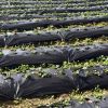 6.5 x 330/4 x 250/6 x 300 Feet Weed Barrier Landscape Fabric